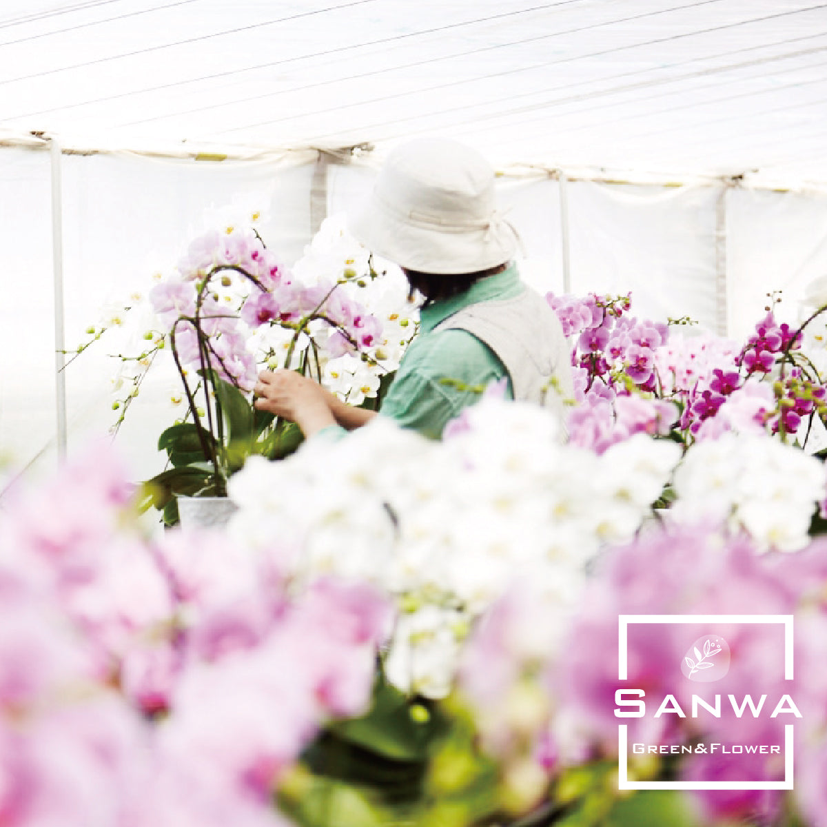 大輪胡蝶蘭 白 3本立ち