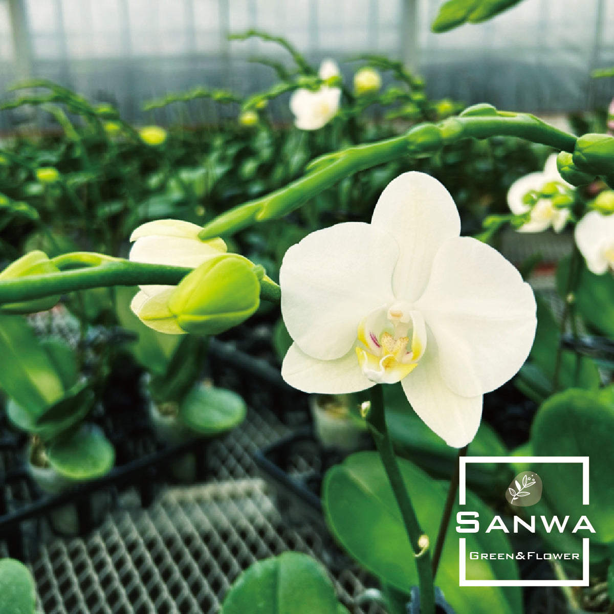 大輪胡蝶蘭 ピンク 3本立ち