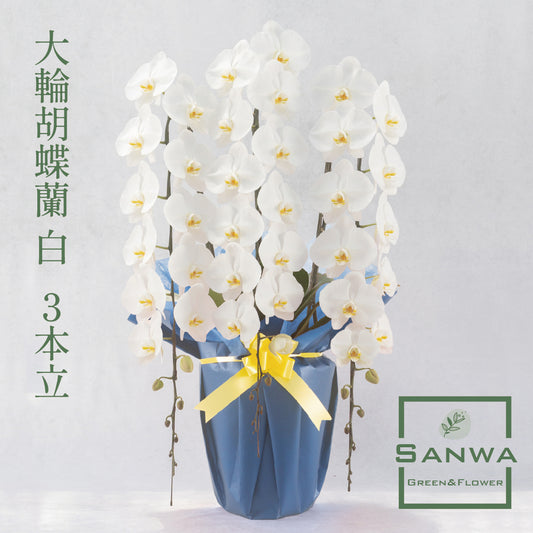 大輪胡蝶蘭　白　3本立ち