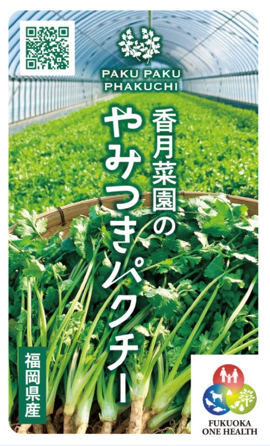 【生産量日本一】香月菜園のパクチー５０g/１０袋入り【送料無料】