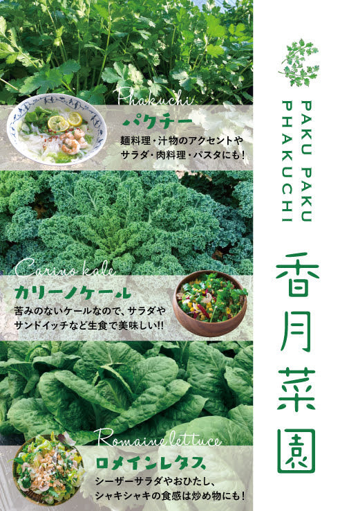 【生産量日本一】香月菜園のパクチー５０g/１０袋入り【送料無料】