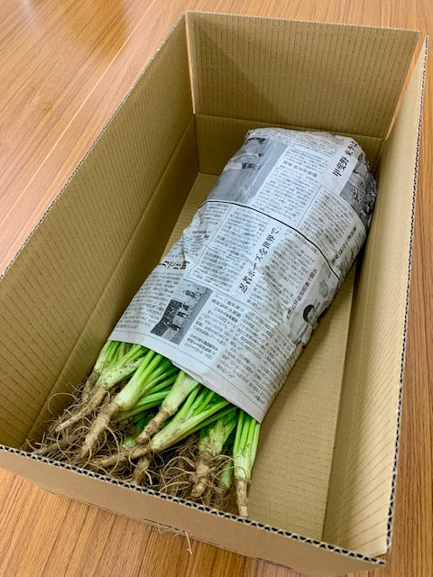 【生産量日本一】 香月菜園のパクチー 業務用１ｋｇ【送料無料】