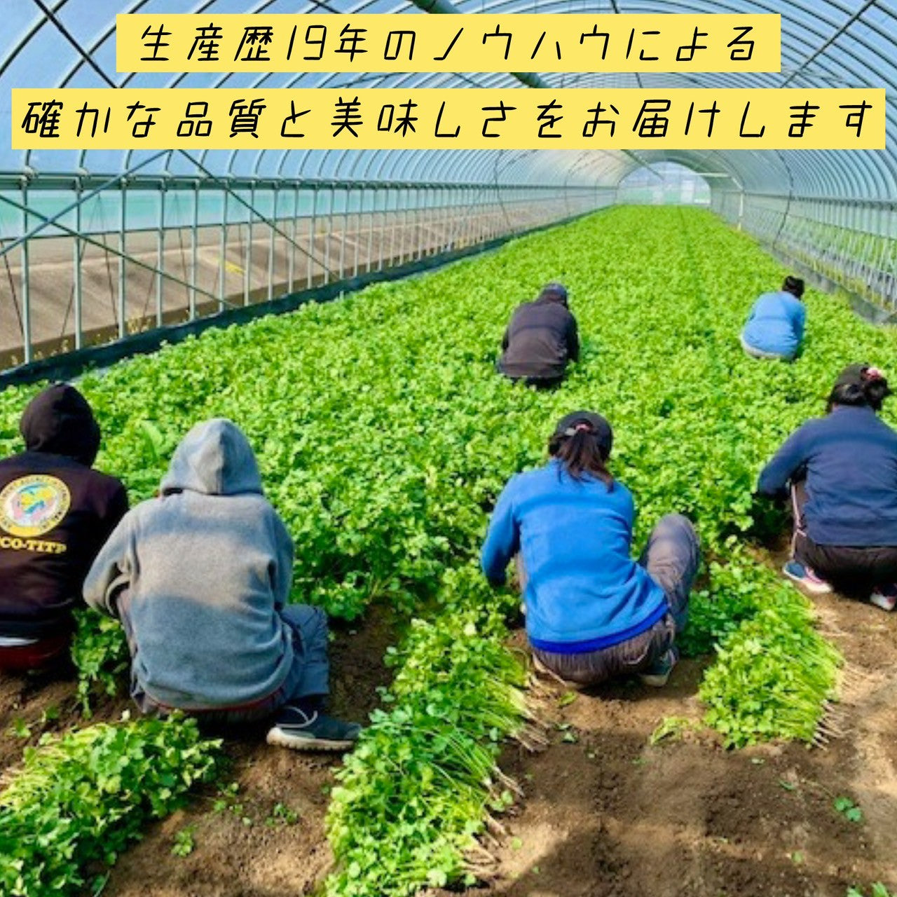 【送料無料】香月菜園のパクチー 業務用１ｋｇ【生産量日本一の農家から直送】