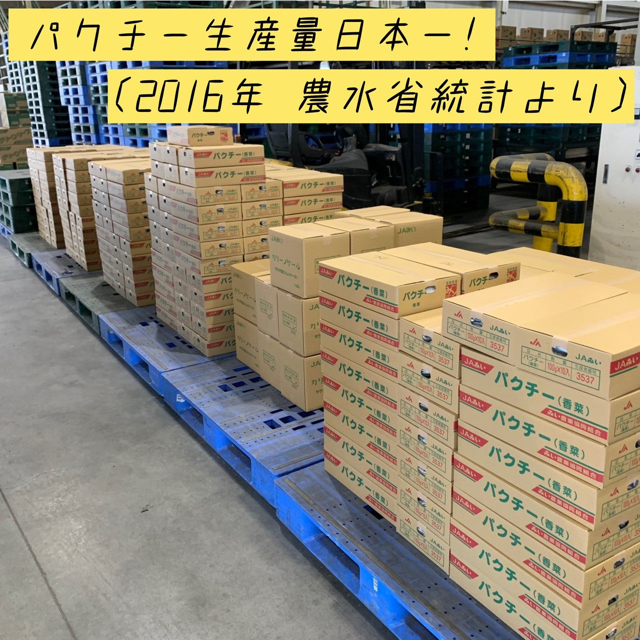 【送料無料】香月菜園のパクチー 業務用１ｋｇ【生産量日本一の農家から直送】