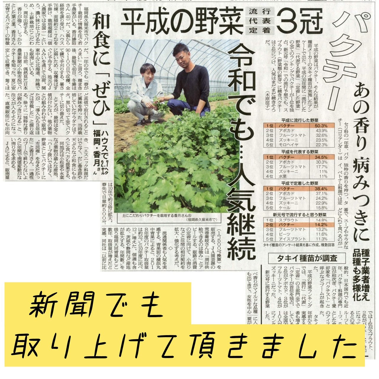 【送料無料】香月菜園のパクチー 業務用１ｋｇ【生産量日本一の農家から直送】