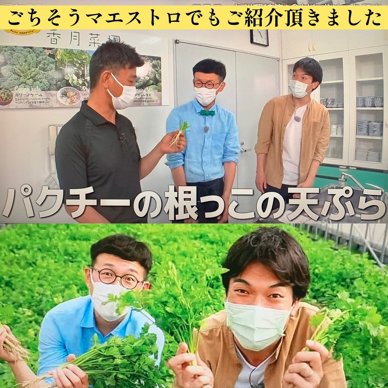 【送料無料】香月菜園のパクチー 業務用１ｋｇ【生産量日本一の農家から直送】