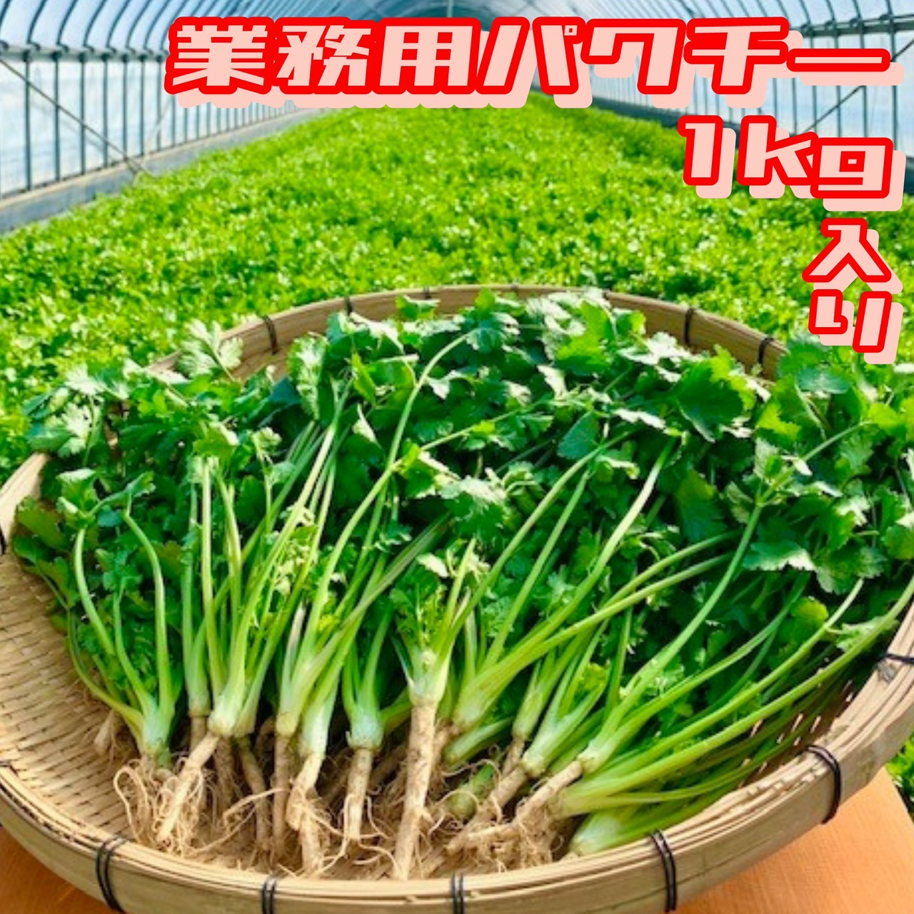 【送料無料】香月菜園のパクチー 業務用１ｋｇ【生産量日本一の農家から直送】