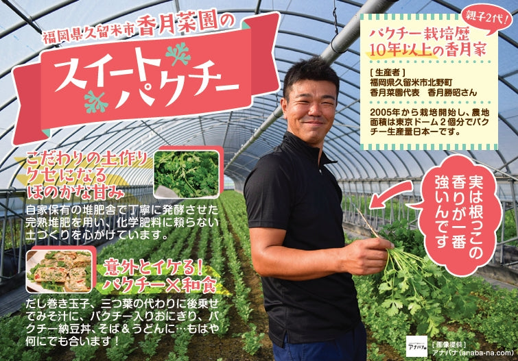 【生産量日本一】香月菜園のパクチー５０g/２０袋入り【送料無料】